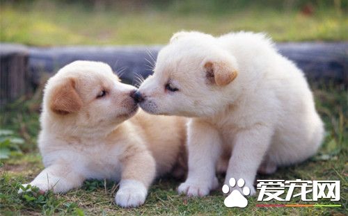 犬弓形蟲病 多數為無症狀的隱性感染