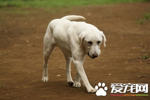 狗驅蟲藥吃多了 喂狗吃驅蟲藥注意事項