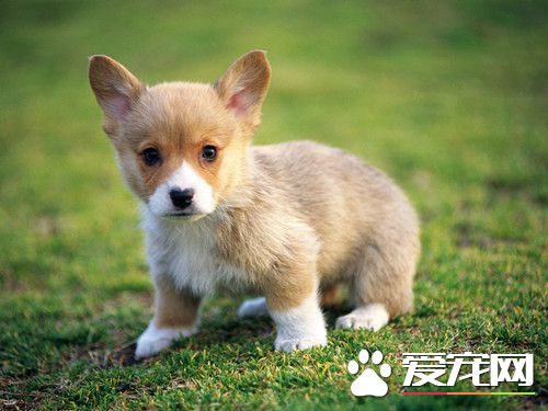 犬肺吸蟲病 常見症狀為咳嗽並可伴有咯血