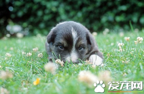 狗狗有蛔蟲的症狀 幼犬腹部膨大發育遲緩