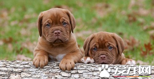 犬輪狀病毒感染 以腹瀉為其主要特征