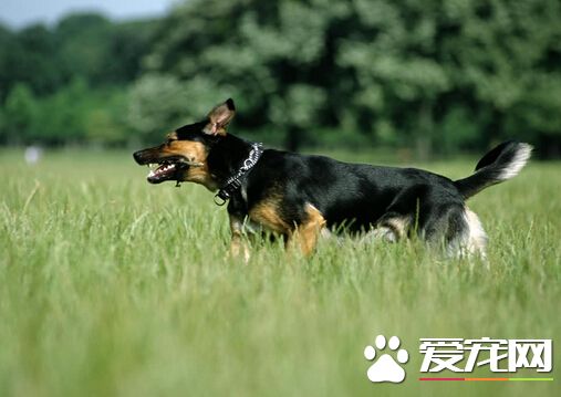 狗吃多了吐了 狗吃多了吐了的治療方法