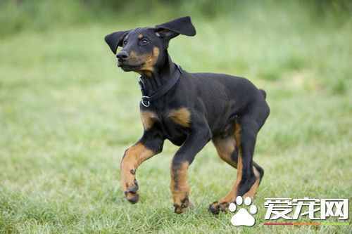 犬細小病毒治療方法 此病的流行無明顯季節性
