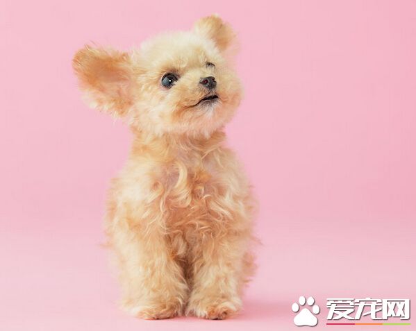 狗可以吃腸蟲清 效果不加且還有副作用