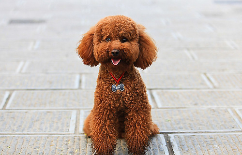 貴賓犬感冒了怎麼辦 遠離疾病預防是關鍵