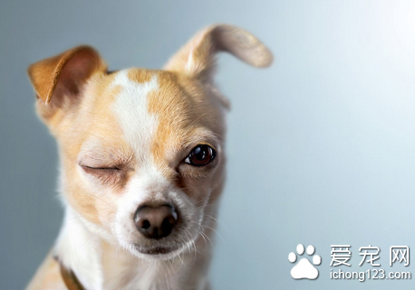 如何治療狗狗腸胃炎 找對病因對症治療