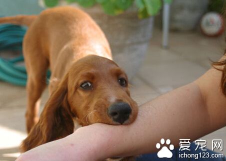 狂犬病的症狀 傷口有疼痛或各種異樣感覺