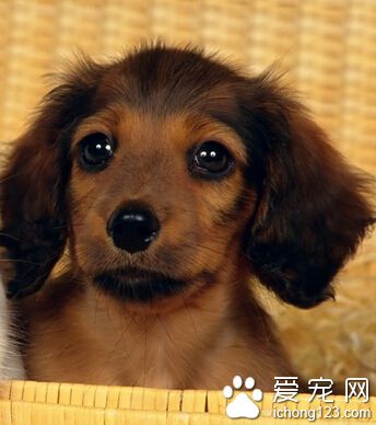狗狗抽搐吃什麼藥 最好到醫院進行診治