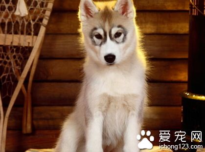 狗狗發燒吃什麼藥 去醫院給狗狗打退燒針