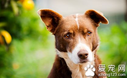 狗狗患有干眼症怎麼辦 需要帶狗狗去醫院及時檢查
