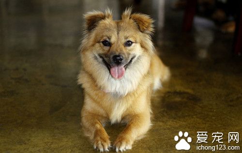 犬蛔蟲會傳染人嗎 犬蛔蟲症臨床的症狀