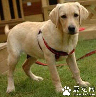 狗狗尿路感染吃什麼藥 先確定病因再治療