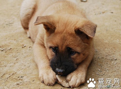 狗狗肝炎吃什麼藥 分清病症再對症下藥