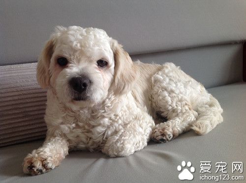 狗狗有糖尿病怎麼辦 給予胰島素就可以治愈