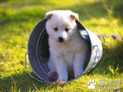 狗骨骼結構圖 狗最常見的骨骼遺傳性疾病