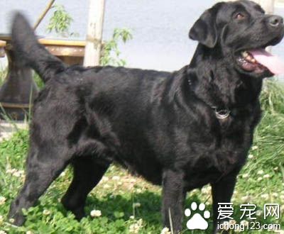 拉布拉多幼犬拉稀 注意食物的干淨