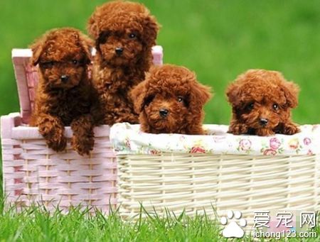 泰迪狗打噴嚏怎麼辦 一定要及時就醫