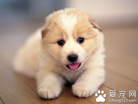 狗狗打噴嚏怎麼回事 著涼或者感冒引起的