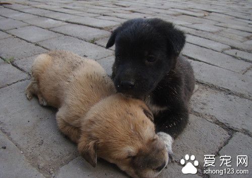 狗狗感冒的症狀 狗狗發燒的原因及可能症狀