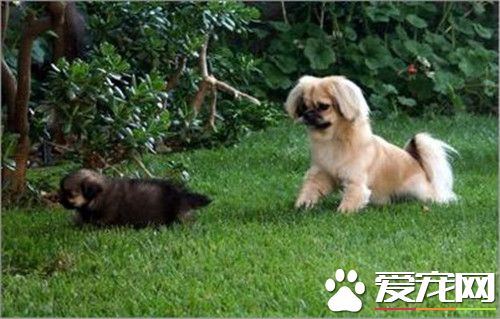 西藏獵犬的訓練方法 配合訓練的時候要適當的獎勵