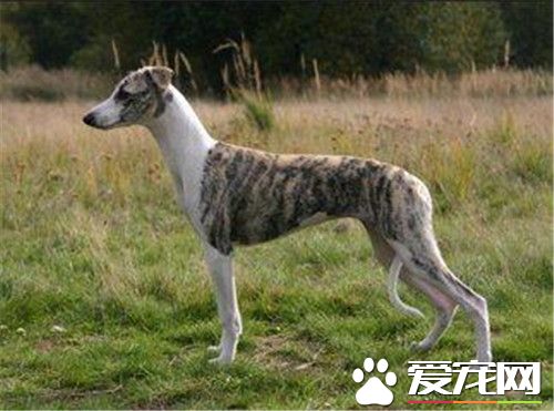 訓練惠比特犬 惠比特犬力量訓練要負重抗阻力練習