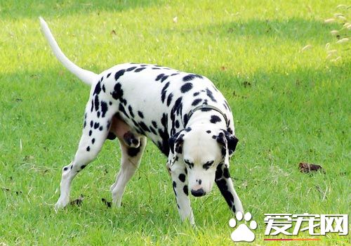 怎麼訓大麥町犬 先放松斑點狗緊張排斥的情緒