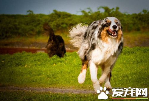 怎麼訓練澳洲牧羊犬 最需要強化警惕性訓練