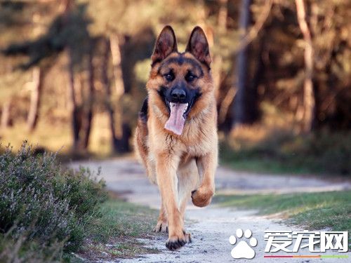 怎樣訓練德國牧羊犬 最佳時間應該是在其幼年時期