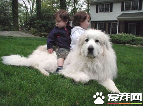 怎樣訓練大白熊犬 可以通過誘導的方式來訓練
