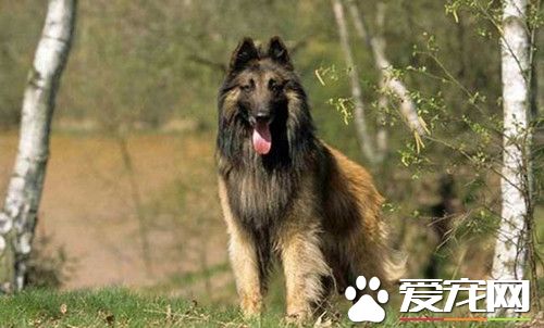 怎麼樣訓練比利時牧羊犬 完成動作要給予獎勵