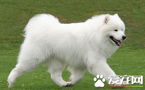 怎麼樣訓練薩摩耶犬 選擇在吃飯的時候訓練