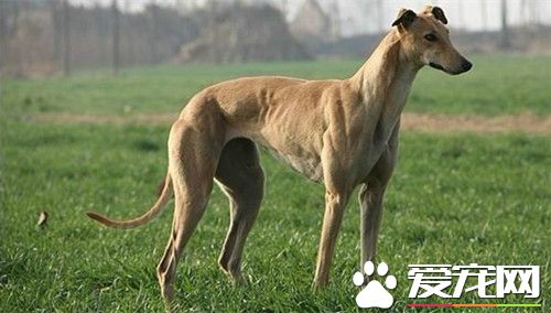 怎麼樣訓練靈缇犬的速度 必須從犬的幼齡開始