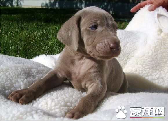魏瑪犬怎樣訓練 可以通過獎勵的方式來訓練