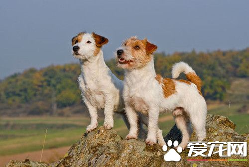 怎樣訓練傑克羅素梗 可以通過恩威並施方法來訓練