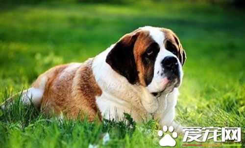 聖伯納犬訓練 應該從有幼年時期開始訓練