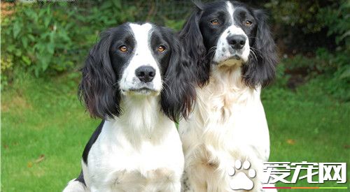 英國史賓格犬怎麼訓練 多給它們獎勵和支持