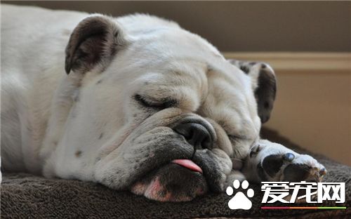 英國斗牛犬怎麼飼養訓練 訓練要越早開始越好