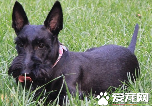 蘇格蘭梗怎樣訓練 訓練的方法要專業性不能亂來