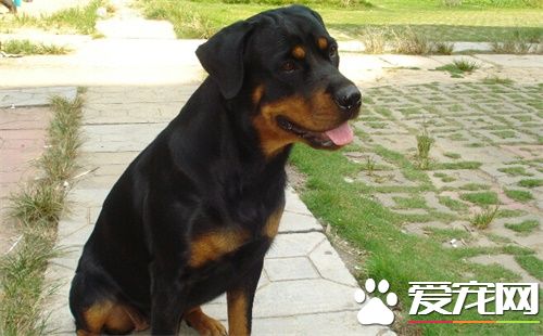 羅威納犬的馴養方法 羅威納犬適合於訓練專項科目