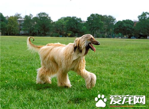 阿富汗獵犬訓練方法 訓練時間不要超過十五分鐘