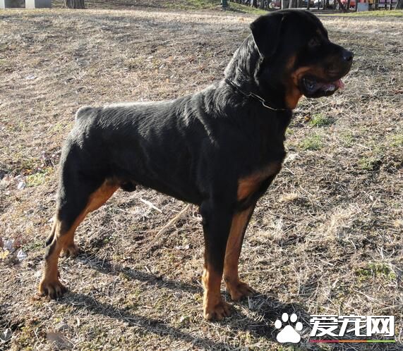 羅威納犬的馴養方法 羅威納犬適合於訓練專項科目