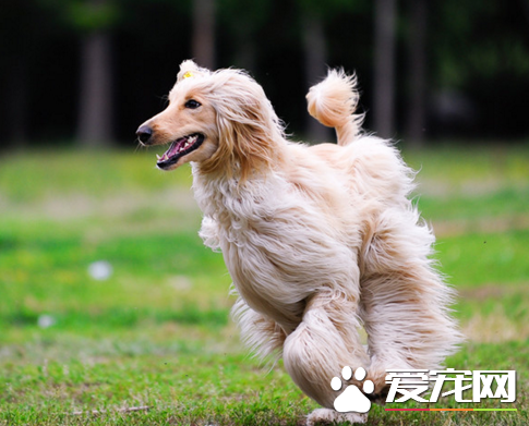 阿富汗獵犬訓練方法 訓練時間不要超過十五分鐘