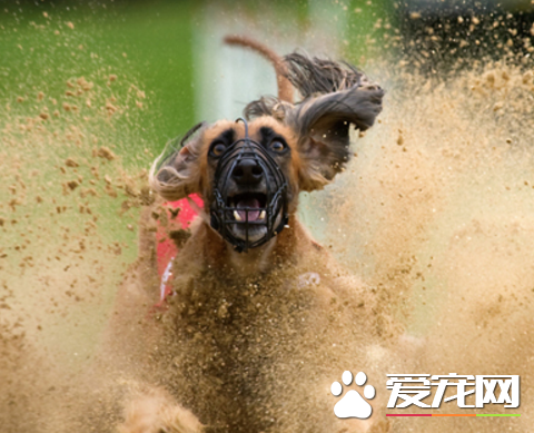阿富汗獵犬訓練方法 訓練時間不要超過十五分鐘