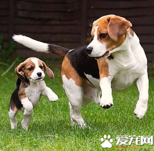 比格犬怎麼訓練不護食 首先要經常放手上喂食