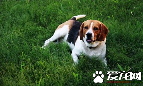 比格犬怎麼訓練不護食 首先要經常放手上喂食