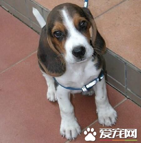 比格犬怎麼訓練不護食 首先要經常放手上喂食