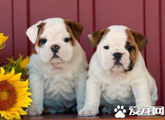 英國斗牛犬的訓練方法 牽引訓練要開始得越早越好