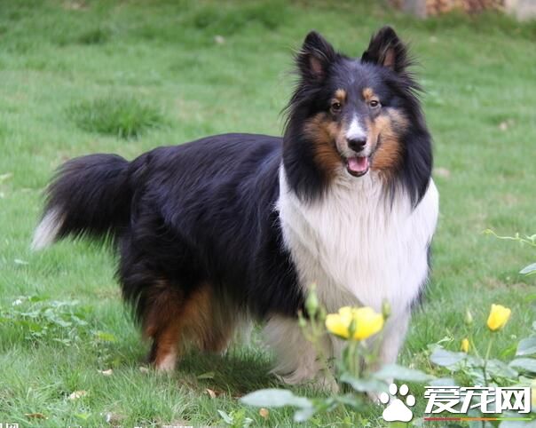 喜樂蒂牧羊犬怎樣訓練 最佳時期2到3個月開始訓練