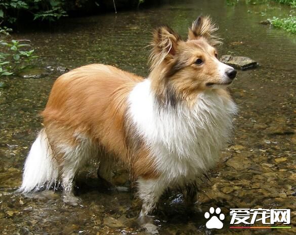 喜樂蒂牧羊犬怎樣訓練 最佳時期2到3個月開始訓練