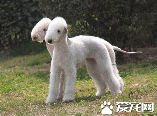貝靈頓梗犬訓練 訓練時先將食物放在明顯的地方
